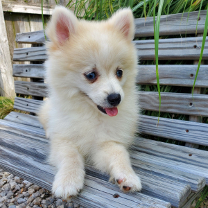 Pomsky Puppy Eddie