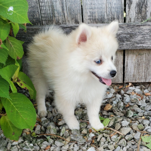 Pomsky Puppy Eddie