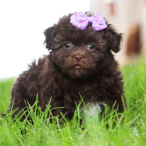 Havanese Puppy Brittany
