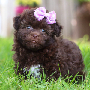 Havanese Puppy Brittany