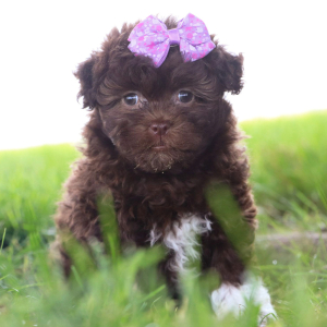 Havanese Puppy Brittany