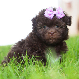 Havanese Puppy Brittany