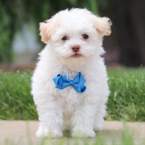 Havanese Puppy Alex