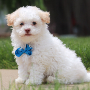 Havanese Puppy Alex