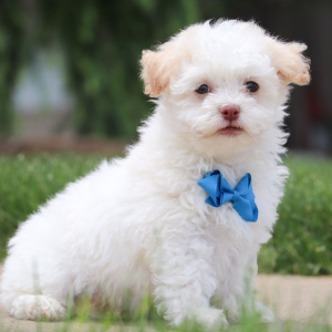Havanese Puppy Alex