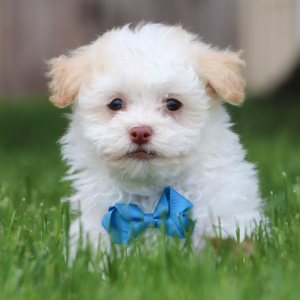 Havanese Puppy Alex