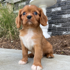 Cavalier King Charles Spaniel Puppy Jesse