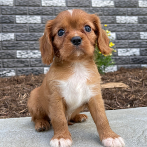 Cavalier King Charles Spaniel Puppy Jesse