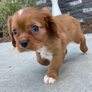 Cavalier King Charles Spaniel Puppy Jesse