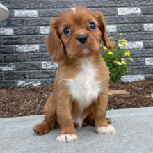 Cavalier King Charles Spaniel Puppy Jesse