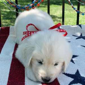 Golden Retriever Puppy Kola
