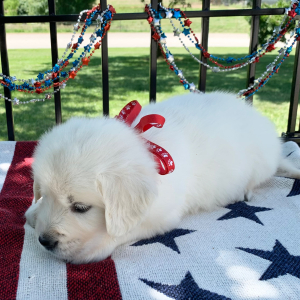 Golden Retriever Puppy Kola
