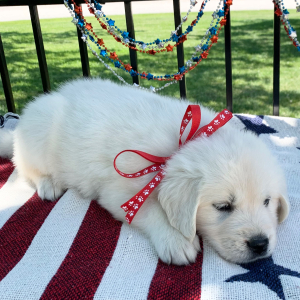 Golden Retriever Puppy Kola