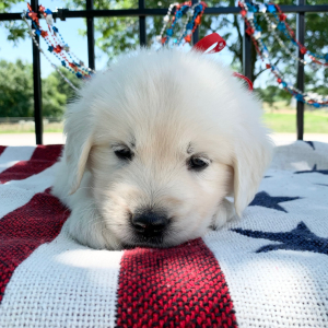 Golden Retriever Puppy Kola