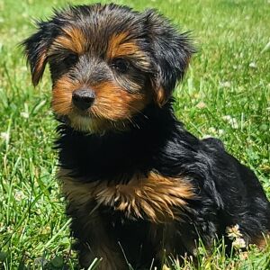 Yorkshire Terrier Puppy Max