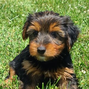 Yorkshire Terrier Puppy Max
