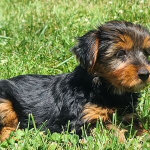 Yorkshire Terrier Puppy Max