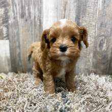 Cockapoo Puppy James