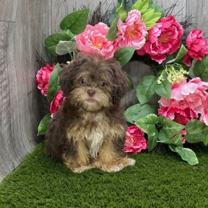 Shihpoo Puppy Kane