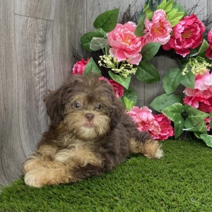 Shihpoo Puppy Kane
