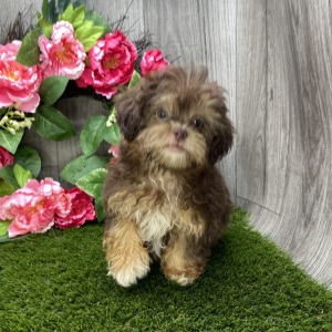 Shihpoo Puppy Kane