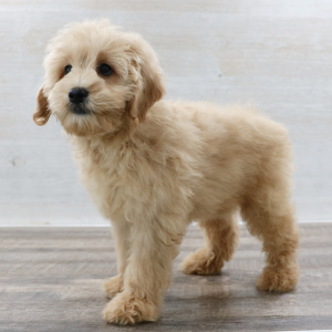 Petite Groodle Puppy Zeus