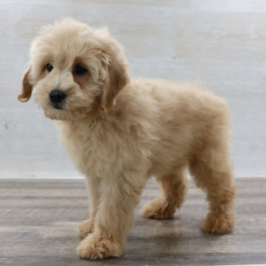 Petite Groodle Puppy Zeus