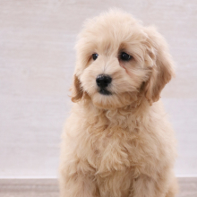 Petite Groodle Puppy Zeus