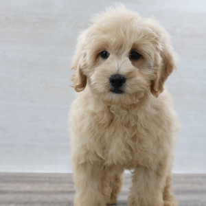 Petite Groodle Puppy Zeus