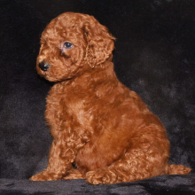 Poodle Puppy Edward