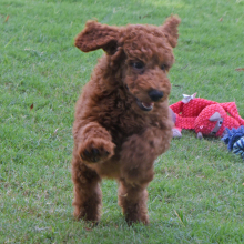 Poodle Puppy Edward