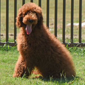 Poodle Puppy Edward