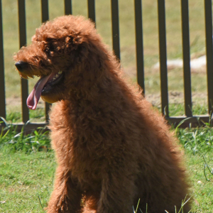 Poodle Puppy Edward