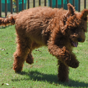 Poodle Puppy Edward