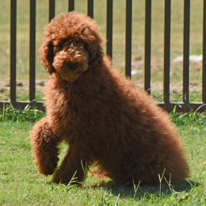 Poodle Puppy Edward