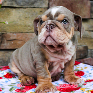 Bulldog Puppy Charlie