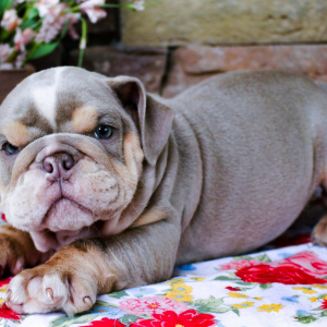Bulldog Puppy Charlie
