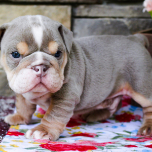 Bulldog Puppy Charlie