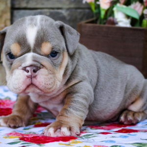 Bulldog Puppy Charlie