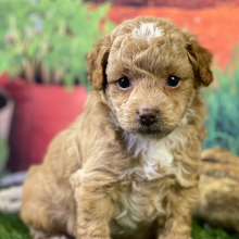 Aussiedoodle Puppy Sawyer