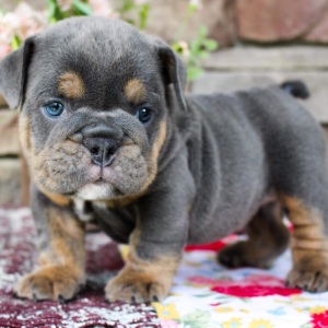 Bulldog Puppy Yogi