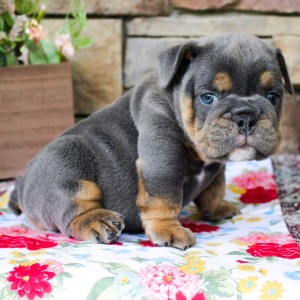 Bulldog Puppy Yogi