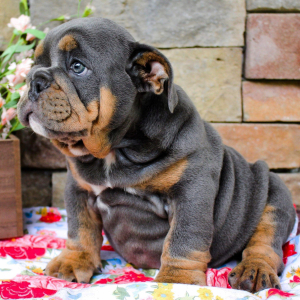 Bulldog Puppy Yogi