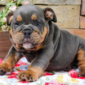 Bulldog Puppy Yogi