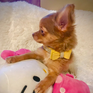 Chihuahua Puppy Lil Ruthie