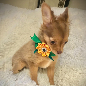 Chihuahua Puppy Lil Ruthie