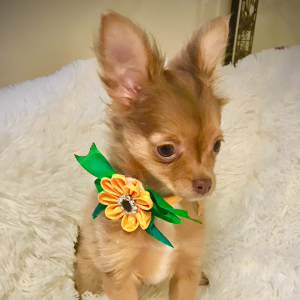 Chihuahua Puppy Lil Ruthie