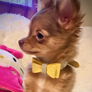 Chihuahua Puppy Lil Ruthie