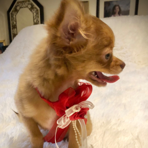 Chihuahua Puppy Lil Ruthie
