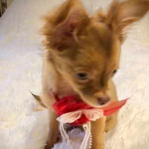 Chihuahua Puppy Lil Ruthie